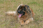 liegender Leonberger