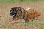 liegender Leonberger