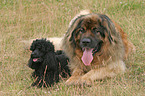 Leonberger und Pudel