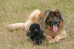 Leonberger und Pudel