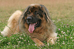 liegender Leonberger