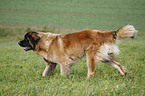 trabender Leonberger