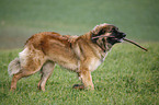 trabender Leonberger