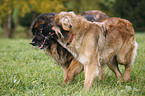 spielende Leonberger