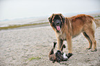 Leonberger und Deutscher Boxer