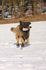 spielender Leonberger