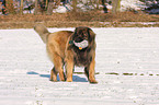 spielender Leonberger