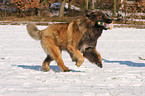 spielender Leonberger