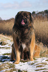 Leonberger