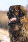 Leonberger Portrait