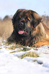 Leonberger