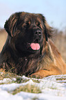 Leonberger