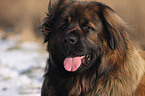 Leonberger Portrait