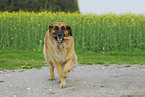 spielender Leonberger