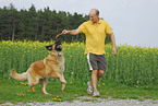 spielender Leonberger