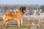 Leonberger