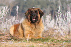 Leonberger