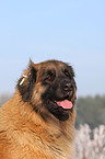 Leonberger Portrait