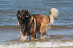 badender Leonberger