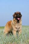 Leonberger