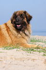 liegender Leonberger