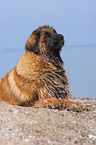 liegender Leonberger