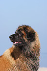 Leonberger Portrait