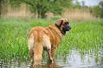 Leonberger