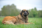 liegender Leonberger