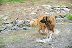 badender Leonberger