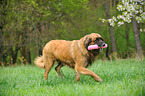 spielender Leonberger