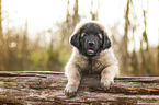 Leonberger Welpe