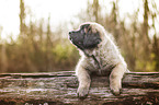 Leonberger Welpe