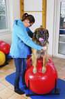 Leonberger bei der Tierphysiotherapie