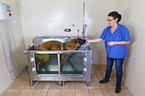 Leonberger bei der Tierphysiotherapie