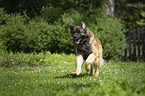 rennender Leonberger