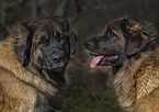 Leonberger Portrait