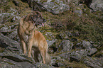 stehender Leonberger