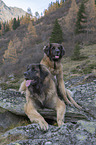 Leonberger