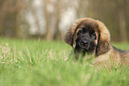 Leonberger Welpe