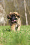 Leonberger Welpe