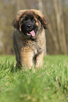 Leonberger Welpe