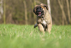 Leonberger Welpe