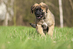 Leonberger Welpe