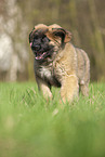 Leonberger Welpe