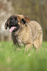 Leonberger Welpe