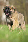 Leonberger Welpe