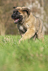 Leonberger Welpe