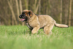 Leonberger Welpe