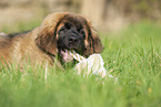 Leonberger Welpe